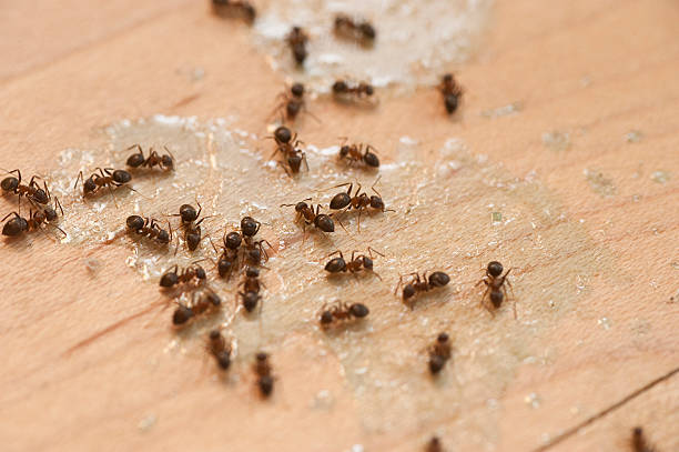 Best Best Pest Control Companies  in Edmonds, WA