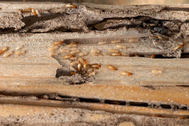 Best Pest Inspection Near Me  in Edmonds, WA