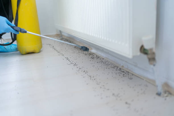 Best Termite Control Services  in Edmonds, WA